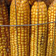 圈玉米电焊网(图3)