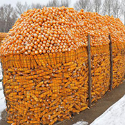 圈玉米电焊网(图4)